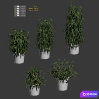 Plant in the pot. 5 models 3D Model Vray, Corona
