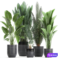 Collection of small plants in black pots with Strelitzia, banana, coconut palm, hovea. Set 726. 3D Model Vray