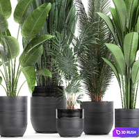 Collection of small plants in black pots with Strelitzia, banana, coconut palm, hovea. Set 726. 3D Model Vray