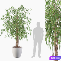 Plants collection 075 - ficus ali 3D Model Corona