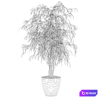 Plants collection 075 - ficus ali 3D Model Corona