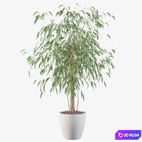 Plants collection 075 - ficus ali 3D Model Corona