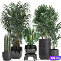A collection of beautiful small plants in black pots and vases with Palm, Rapeseed, strelitzia. Set 738. 3D Model Vray
