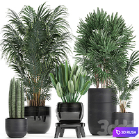 A collection of beautiful small plants in black pots and vases with Palm, Rapeseed, strelitzia. Set 738. 3D Model Vray