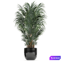 A collection of beautiful small plants in black pots and vases with Palm, Rapeseed, strelitzia. Set 738. 3D Model Vray