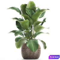 A beautiful lush bush of an exotic plant in a round basket of Kalatea lutea. 753. 3D Model Vray