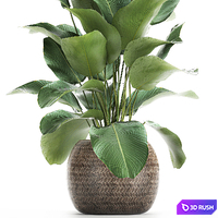 A beautiful lush bush of an exotic plant in a round basket of Kalatea lutea. 753. 3D Model Vray