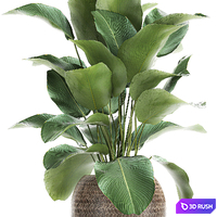 A beautiful lush bush of an exotic plant in a round basket of Kalatea lutea. 753. 3D Model Vray