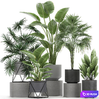 Collection of plants in concrete pots with Strelitzia, fan palm, office plants. Set 755. 3D Model Vray