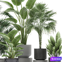 Collection of plants in concrete pots with Strelitzia, fan palm, office plants. Set 755. 3D Model Vray