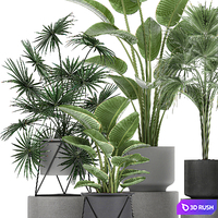 Collection of plants in concrete pots with Strelitzia, fan palm, office plants. Set 755. 3D Model Vray