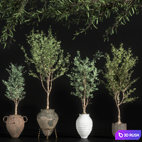 Indoor plant olive set 01 3D Model Vray, Corona