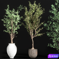 Indoor plant olive set 01 3D Model Vray, Corona