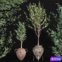 Indoor plant olive set 01 3D Model Vray, Corona