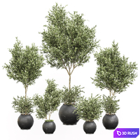 Indoor plant olive set 02 3D Model Vray, Corona