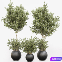 Indoor plant olive set 02 3D Model Vray, Corona