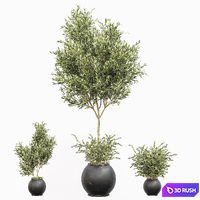 Indoor plant olive set 02 3D Model Vray, Corona