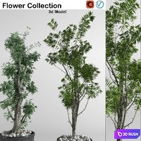 flower collection 3p 3D Model Vray, Corona