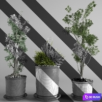 flower collection 3p 3D Model Vray, Corona