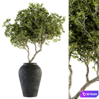 Indoor Plant Set 128 - Tree in Pot 3D Model Vray, Corona