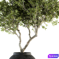 Indoor Plant Set 128 - Tree in Pot 3D Model Vray, Corona