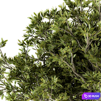Indoor Plant Set 128 - Tree in Pot 3D Model Vray, Corona