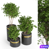 indoor plant 05 3D Model Vray, Corona
