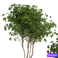 indoor plant 05 3D Model Vray, Corona