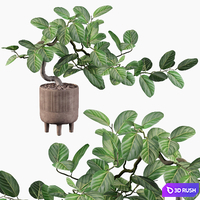 Plants collection 085 - ficus benghalensis 3D Model Vray, Corona