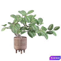 Plants collection 085 - ficus benghalensis 3D Model Vray, Corona