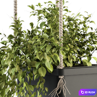 Hanging pot with Rope - indoor Plants 164 3D Model Vray, Corona