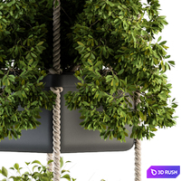 Hanging pot with Rope - indoor Plants 164 3D Model Vray, Corona