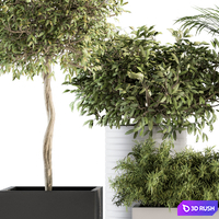 Indoor Plant Set 188 - Plant Boxes 3D Model Vray, Corona