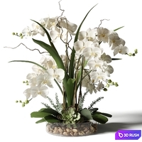 White orchids in a glass vase with stones 3D Model Vray, Corona