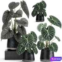 A collection of beautiful small exotic flowers in black metal pots Anthurium crystal. Set 885 3D Model Vray