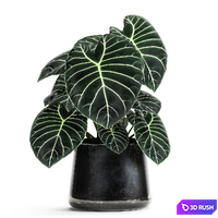 A collection of beautiful small exotic flowers in black metal pots Anthurium crystal. Set 885 3D Model Vray