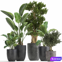 Collection of plants in black pots with Strelitzia, tree, ivy, banana palm, calathea lutea. Set 965. 3D Model Vray