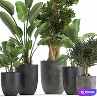 Collection of plants in black pots with Strelitzia, tree, ivy, banana palm, calathea lutea. Set 965. 3D Model Vray