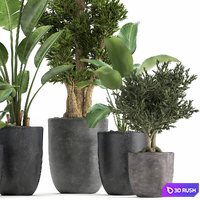 Collection of plants in black pots with Strelitzia, tree, ivy, banana palm, calathea lutea. Set 965. 3D Model Vray