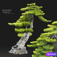 Bonsai plant 3D Model Vray, Corona