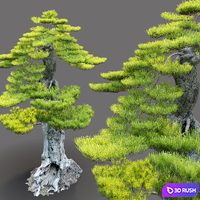 Bonsai plant 3D Model Vray, Corona