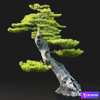 Bonsai plant 3D Model Vray, Corona