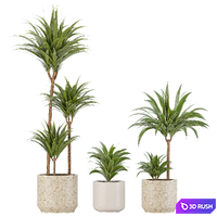 Indoor Planters_Dracaena fragrans_01 3D Model Vray, Corona