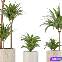Indoor Planters_Dracaena fragrans_01 3D Model Vray, Corona