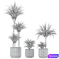 Indoor Planters_Dracaena fragrans_01 3D Model Vray, Corona