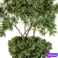 Indoor Plant Set 96 - olive 3D Model Vray, Corona