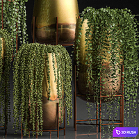 A collection of plants in luxury gold pots with Rowley's Crossberry, dyschidia, Succulents, hanging plants. Set 543. 3D Model Vray