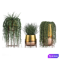 A collection of plants in luxury gold pots with Rowley's Crossberry, dyschidia, Succulents, hanging plants. Set 543. 3D Model Vray