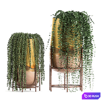 A collection of plants in luxury gold pots with Rowley's Crossberry, dyschidia, Succulents, hanging plants. Set 543. 3D Model Vray