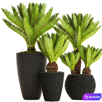 A collection of plants in pots. 56. Cycas, cycad, cycas, bush, palm tree, decorative, indoor, outdoor, pot, flowerpot, landscaping 3D Model Vray